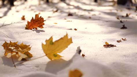 Autumn Leaves On White Snow Close Up The Leaves Fall On The Snow In