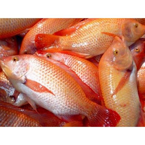 Jual Ikan Nila Daging Segar 1kg Indonesia Shopee Indonesia