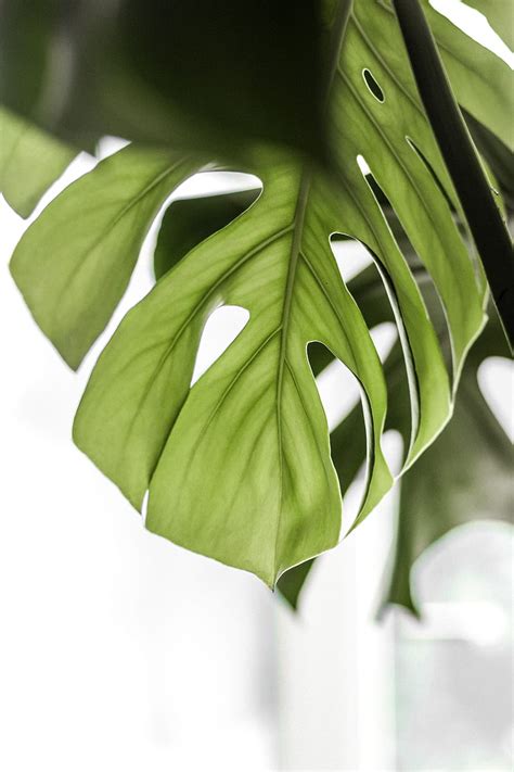 Monstera Leaf Green Plant Hd Phone Wallpaper Peakpx