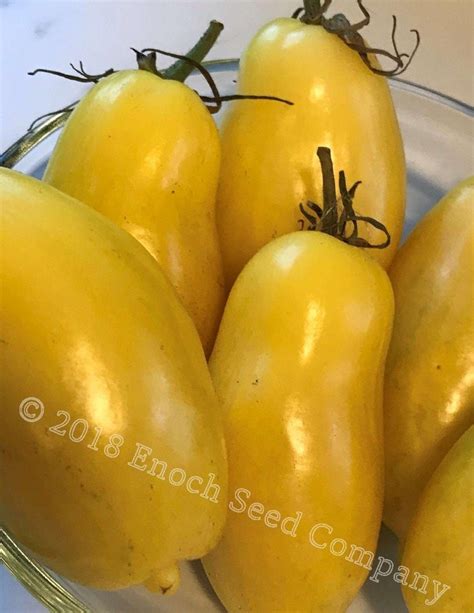 Banana Legs Heirloom Tomato Min 25 Seeds Etsy