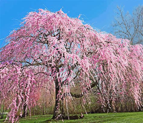 Weeping Cherry Tree