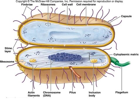 Labelled Diagram Of A Bacterial Cell