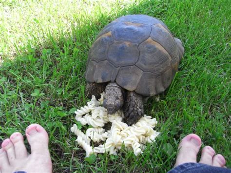 Sie können unterschiedliche häuser für schildkröten erwerben. Archiv « „Es ist mehr dran als man glaubt!"