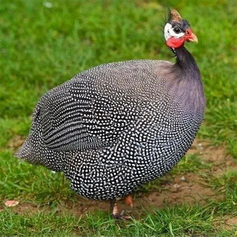 Day Old Or Month Old Chicks Black With White Dots Male Guinea Fowl At