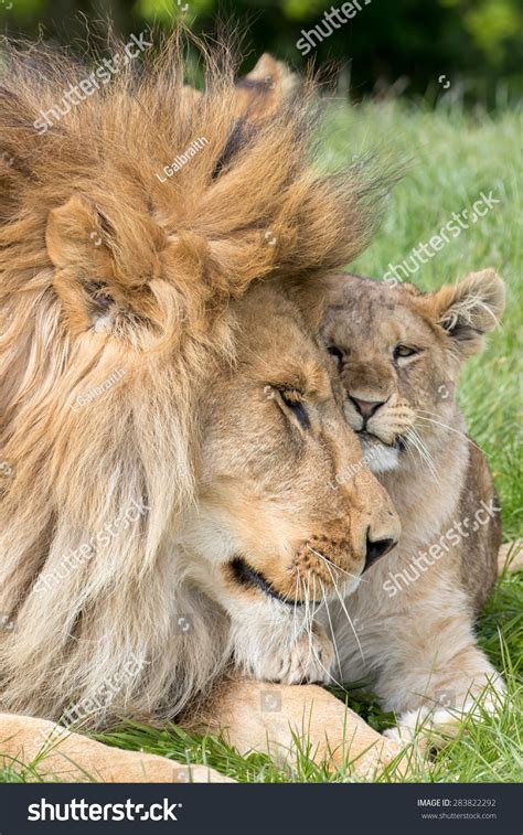 Father Daughter Lion Lioness Cub Together Stock Photo 283822292