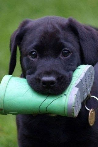 Black, chocolate, and yellow labs. Too cute | Cute animals, Puppies, Black lab puppies