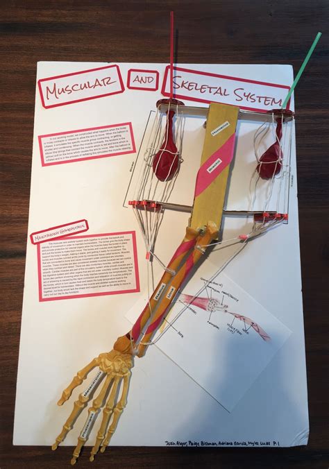 This Is A Picture Of A Model Of The Muscular And Skeletal System In The