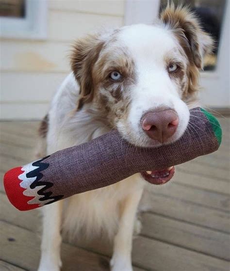 Doobys Blunt Cigar Hemp Dog Toy Etsy