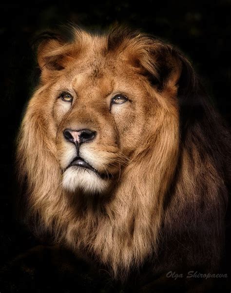 149 Best A Lionz Art Images On Pinterest Lion Art Animal Pictures