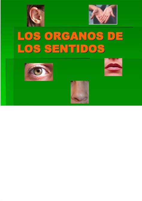 Ppt Ppt Los Organos De Los Sentidos Pdfslidenet