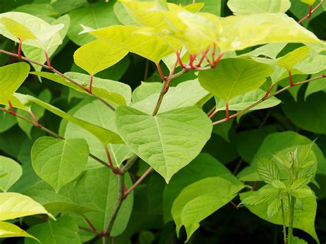 Japanese Knotweed Solutions In Manchester Japanese Knotweed Ltd
