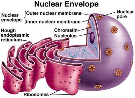 The cell lacks genetic material. 1_CELL_STRUCTURE