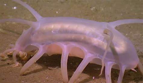 Crazy Creature Of The Week The Sea Pig The Inertia