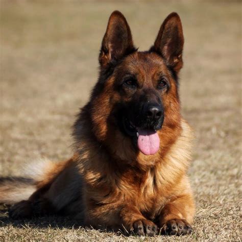 Every puppy, even puppies from the same litter, will develop differently. I'm All Ears - German Shepherd Breeder Puppies For Sale ...