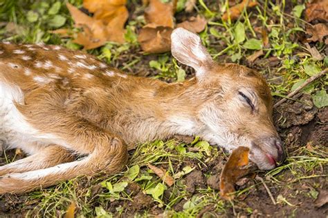 Where Do Deer Sleep The Important Facts You Need To Know