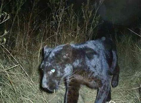 Panther Sightings Has The Big Cat Returned Dangerous Animals Black