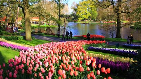 Keukenhof gardens near amsterdam attract more than 1.5 million tourists annually. 'Kom niet met Pasen naar Keukenhof' - Omroep West