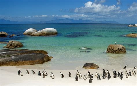 Penguins Boulders Beach Cape Town The Expedition Project