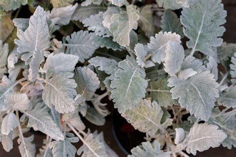 How To Grow And Care For Dusty Miller Silver Dust