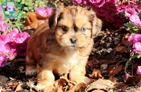 Shih tzu dogs and puppies from missouri breeders by dogsnow.com, part of the equinenow.com, llc group of websites. Dawson | Shih Tzu Mix Puppy For Sale | Keystone Puppies