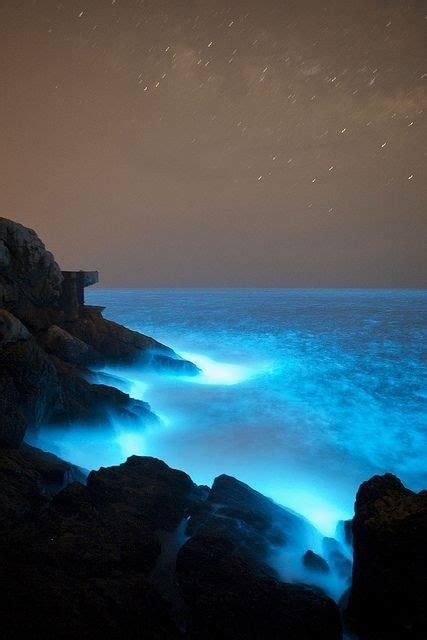 Stunningly Beautiful Bioluminescence Nature Bioluminescence