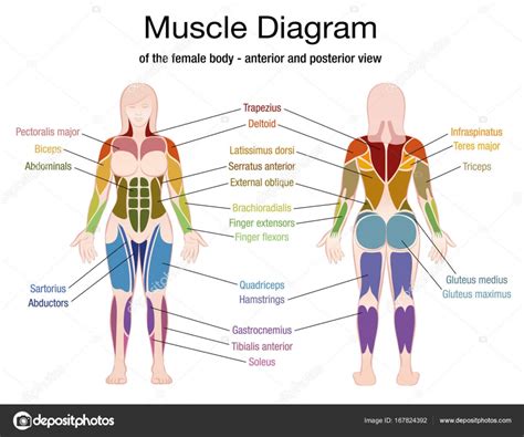 Anatomy Of Female Human Body From The Back Female Human Body Diagram