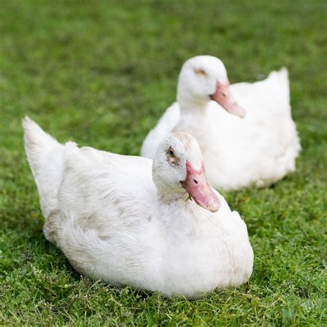 Free Photo Cute White Ducks Sitting On Grass