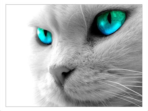 123+ beautiful free wallpapers of cool cat. Cool Cat Backgrounds - Wallpaper Cave