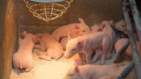 Considerations While Caring For Piglets Jaguza Farm Support