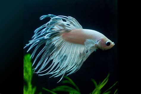 Betta – King Koi and Goldfish
