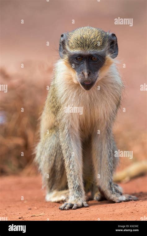 Green Monkey Chlorocebus Sabaeus Subadult Profile Bamba Tenda The