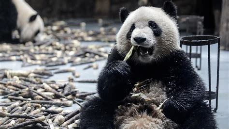 The Un Cuddly Truth About Pandas