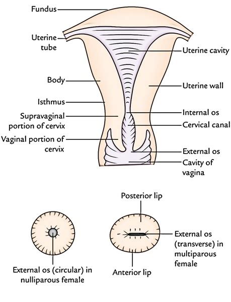 Uterus Anatomy Drawing