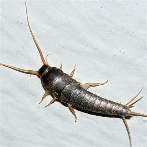 Waterford News And Star — Waterford Accounts For Third Most Silverfish
