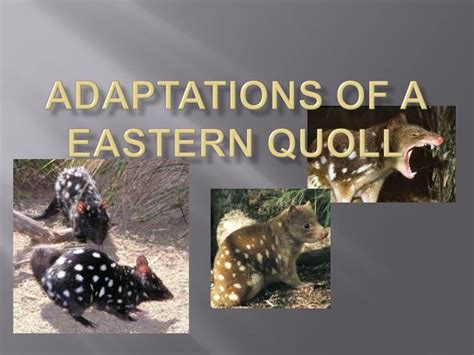 Ppt Adaptations Of A Eastern Quoll Powerpoint Presentation Free