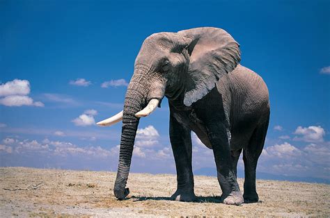 Elephant Wallpapers 66 Background Pictures
