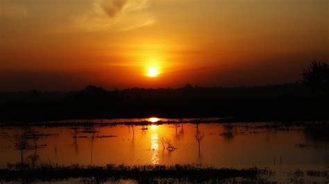 Free Picture Sunrise Silhouette Swamp Dawn Landscape Tree Nature