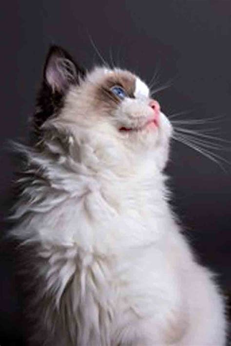 24 Beautiful Ragdoll Cat Breeds Images That Inspired Photographer Ideas