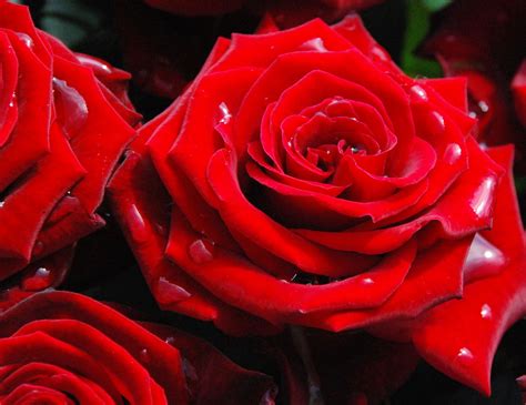 Bild Mit Rot Rosen Rose Roses Schönheit Blüte Beetrose Edelrose