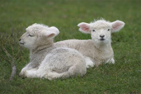 Cairngorms To Host Lamb Marketing Event For Farmers Press And Journal