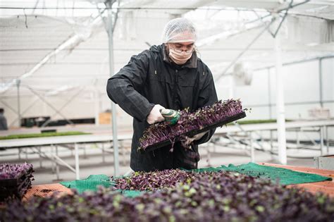 Le Paysan urbain, coup de pousse au vivre-ensemble - Oui ! Le magazine