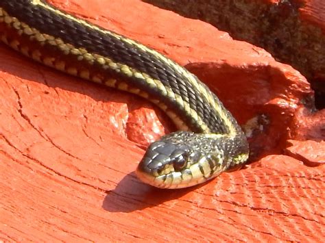 Pet snakes typically cost around $75 or more. Powell River Books Blog: Coastal BC Reptiles: Common ...