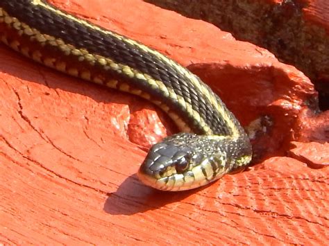 With no real consensus on the. Powell River Books Blog: Coastal BC Reptiles: Common ...