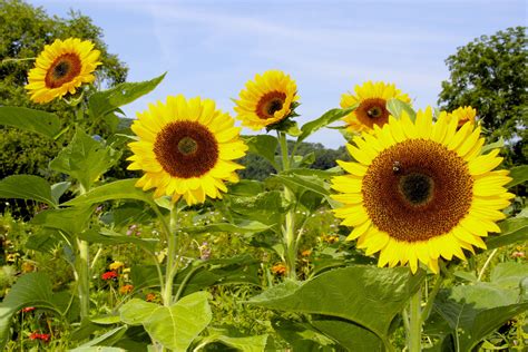 Fields of sunflower heads facing the sun | Sunflower fields, Sunflower head, Sunflower