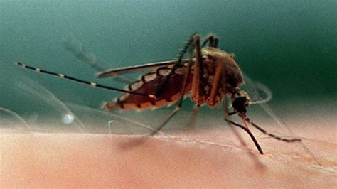 First Toronto Case Of West Nile Virus For 2016 Confirmed Ctv News