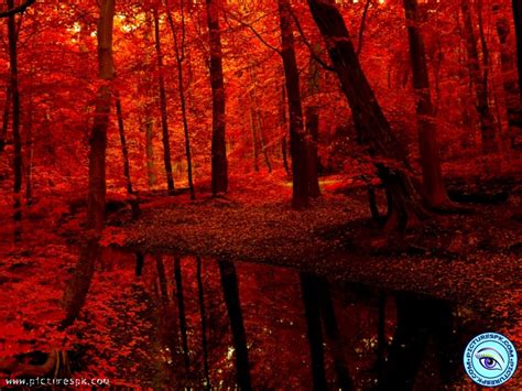 Red Forest Wallpaper Wallpapersafari