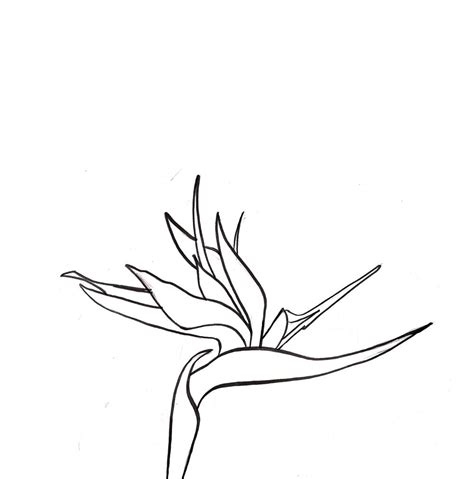 Birds pf paradise | Birds of paradise flower, Bird of paradise tattoo