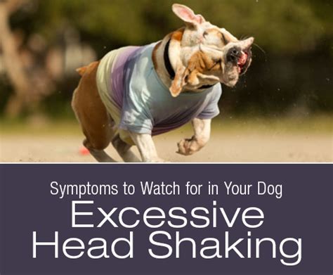 Symptoms To Watch For In Your Dog Excessive Head Shaking