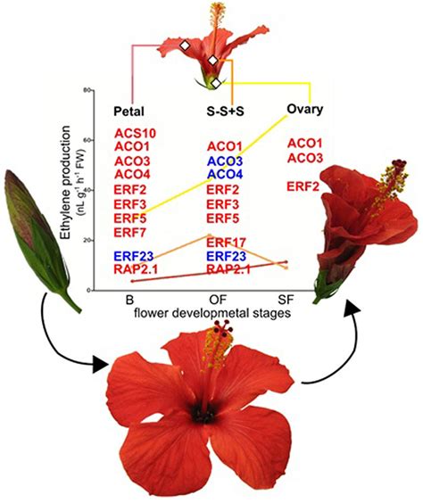 Functions Of Different Parts Of Hibiscus Flower Eveliza Tumisma