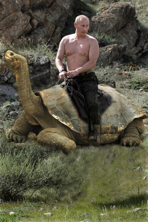 Does Vladimir Putin Really Wrestle With Bears Quora